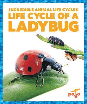 Life Cycle of a Ladybug 1