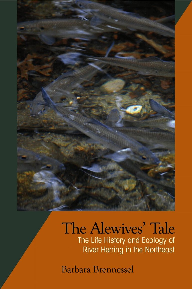 Alewives Tale