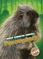 Porcupines 1