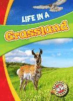 Life in a Grassland 1