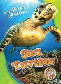 bokomslag Sea Turtles