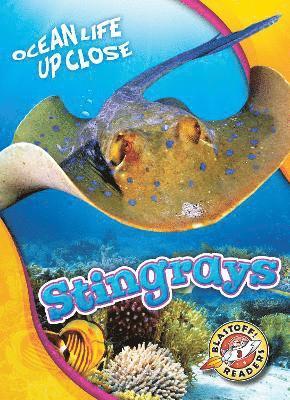 Stingrays 1