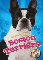 bokomslag Boston Terriers