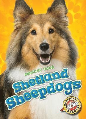 Shetland Sheepdogs 1