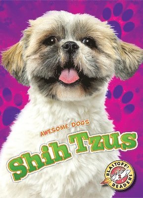 Shih Tzus 1