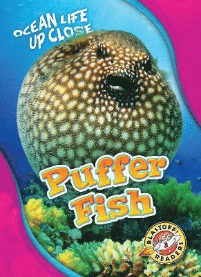 Puffer Fish 1