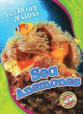 Sea Anemones 1