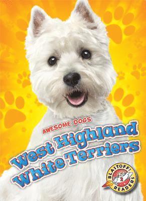 West Highland White Terriers 1