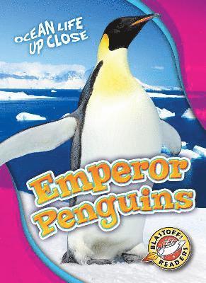 Emperor Penguins 1