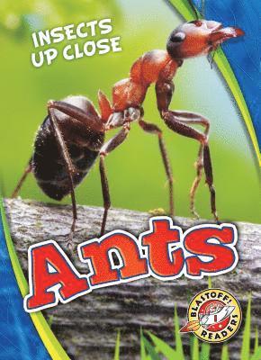 bokomslag Ants