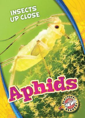 Aphids 1