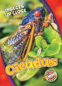 bokomslag Cicadas