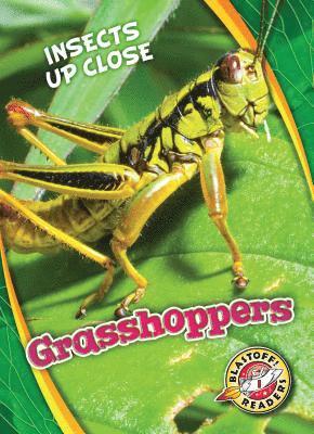Patrick Perish - Grasshoppers, Inbunden
