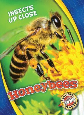 Honeybees 1