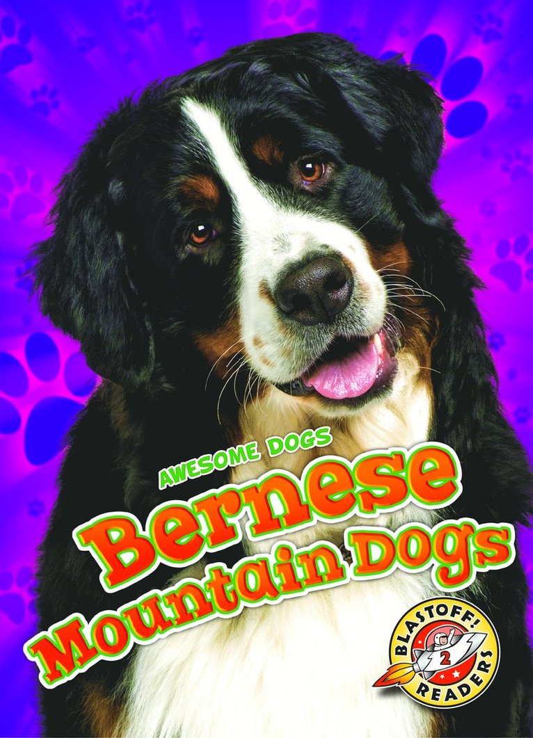 Bernese Mountain Dogs 1