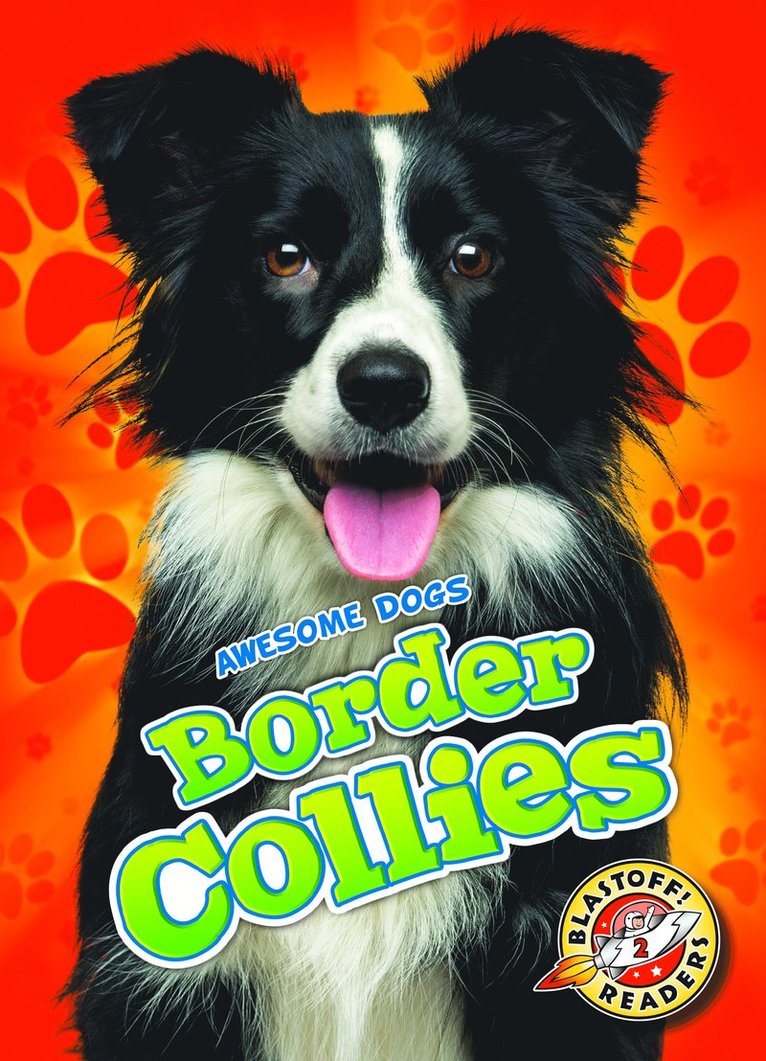 Border Collies 1