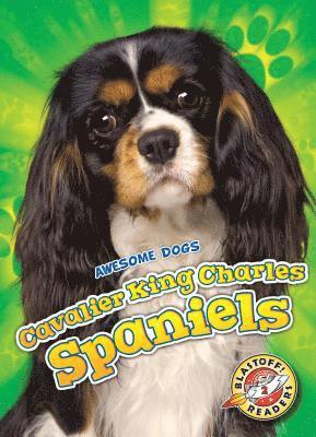 Cavalier King Charles Spaniels 1