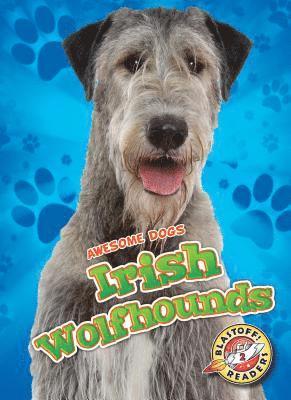 Irish Wolfhounds 1