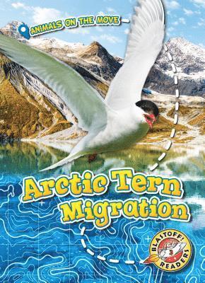 bokomslag Arctic Tern Migration