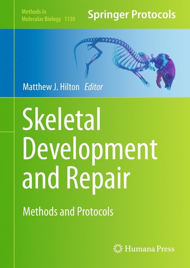 bokomslag Skeletal Development and Repair