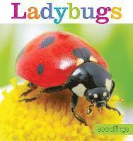 bokomslag Seedlings: Ladybugs