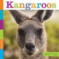 bokomslag Kangaroos