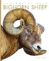 bokomslag Amazing Animals: Bighorn Sheep