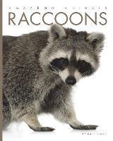 bokomslag Raccoons
