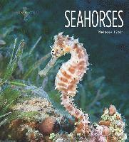 bokomslag Seahorses