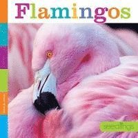 bokomslag Seedlings: Flamingos