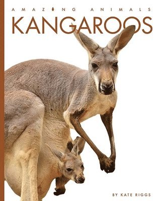 bokomslag Kangaroos