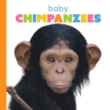 bokomslag Baby Chimpanzees