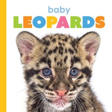 bokomslag Baby Leopards