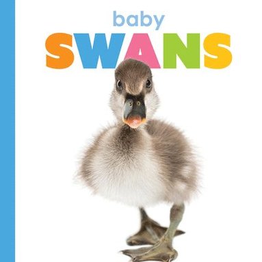 bokomslag Baby Swans