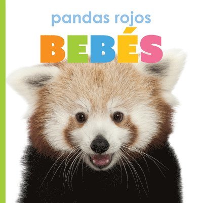 Pandas Rojos Bebés 1