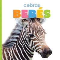 bokomslag Cebras Bebés