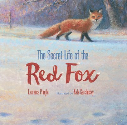 Secret Life of the Red Fox 1