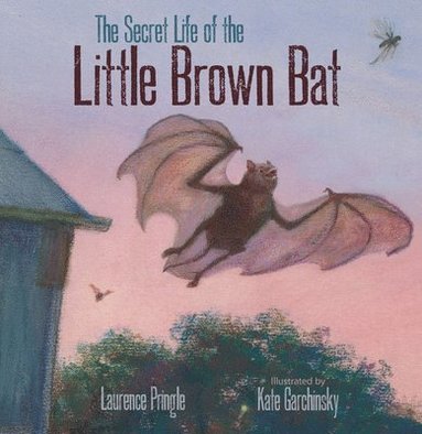 bokomslag Secret Life of the Little Brown Bat