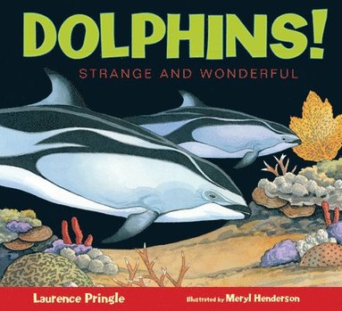 bokomslag Dolphins!