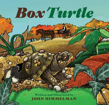 John Himmelman - Box Turtle, Inbunden