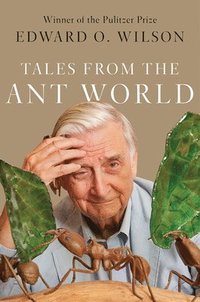 bokomslag Tales from the Ant World