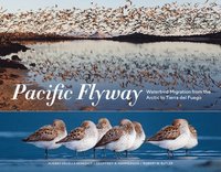 bokomslag Pacific Flyway: Waterbird Migration from the Arctic to Tierra del Fuego