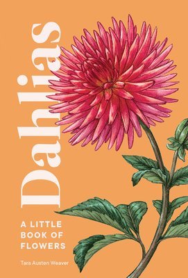 Dahlias 1