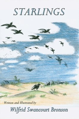 Starlings 1