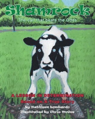 Shamrock The Calf That Beats the Odds 1