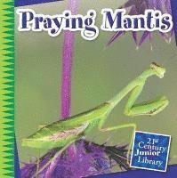 bokomslag Praying Mantis