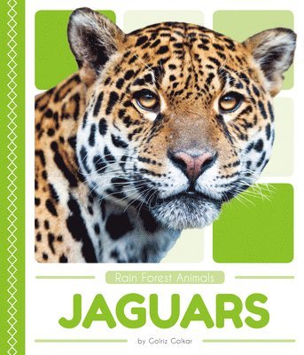 bokomslag Jaguars