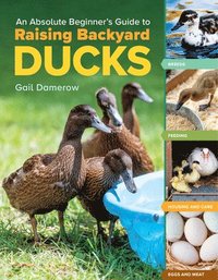 bokomslag An Absolute Beginner's Guide to Raising Backyard Ducks