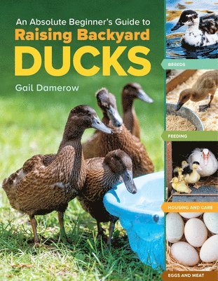 Gail Damerow - Absolute Beginner's Guide to Raising Backyard Ducks, Häftad