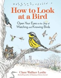 bokomslag How to Look at a Bird